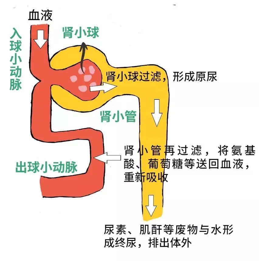 肾盂肾炎|肾不会喊痛！这7种最伤肾的动作 你可能天天在做！