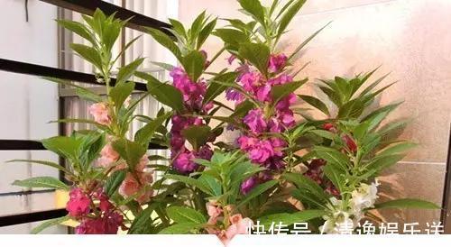 小时候常见却叫不出名字的植物，太全了