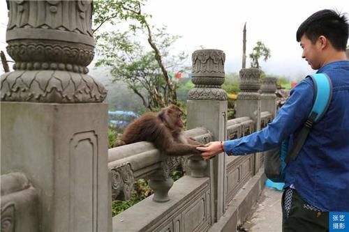 峨眉山上有一群猴，天不怕地不怕的山大王，常年横行霸道欺负游客