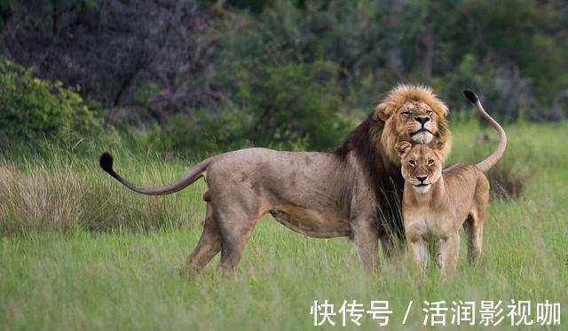 |动物搞笑照片的背后,是狮子的生存逻辑,和雄狮对流言蜚语的辩白
