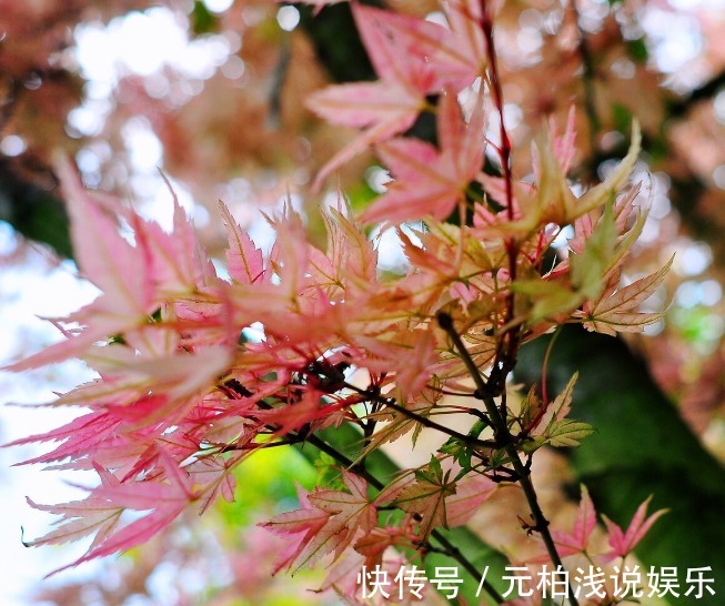 桂花|院子里有空地要种三种树，没空地挤挤也要种，寓意深远