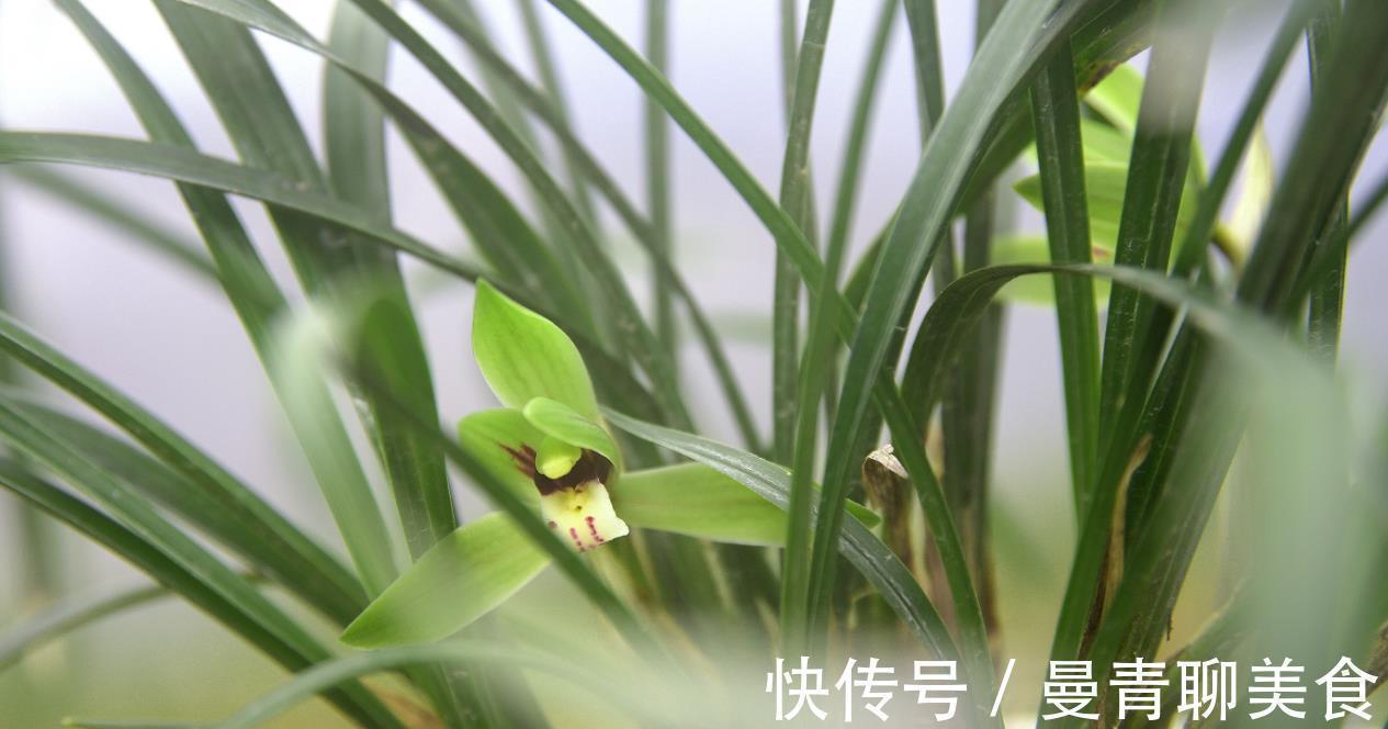 种活兰花不难,养好兰花却不易,十分钟读懂兰花该如何养护