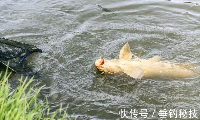 垂钓过程中,浮漂出现送漂老是打不到鱼口,问题可能出在这