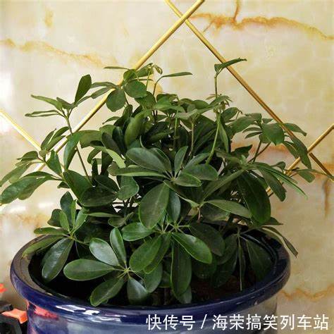 养花试试这几款,富含绿色,在非开花季节是很好的植物