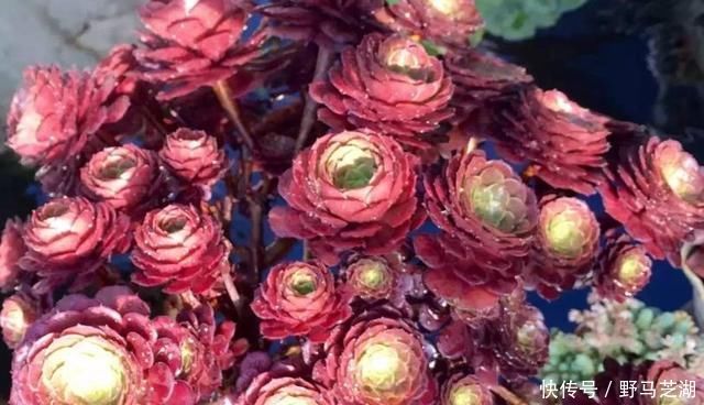 缺水|多肉养不好养只有这样不停地浇水，才能长得枝强叶壮还不烂根