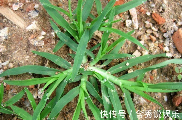 牛筋草|提个醒在田间地头遇见此野草,记得要拔回家,现在知道还不晚