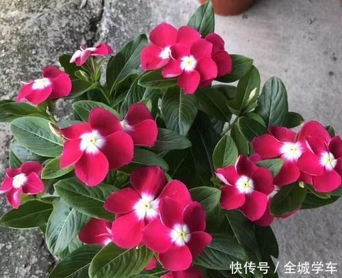 什么花四季开这3种别错过,天天在家赏花!