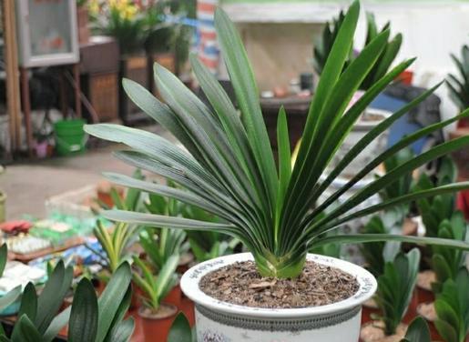 花卉市场“水深”里这四种花别买，买一盆死一盆，根本养不活！