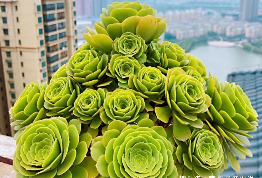 4个月前入手的多肉绿羊绒，现在还无精打采的？原因可能是没长根