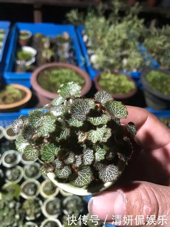 观音莲|天生“体阴”的6种花，晒太阳易黄叶，阴一点反而长得绿油油