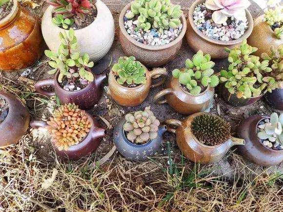 花友|旧茶壶种点花,秒变高端盆景,卖300一个邻居抢着要