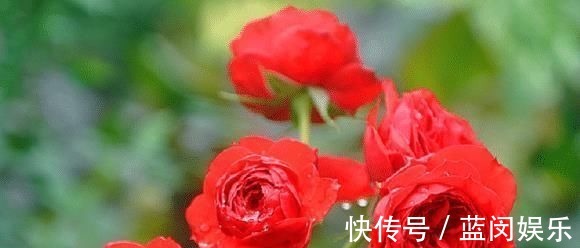 花期超长的5种月季，单朵能开一个月，阳台养一盆，长期有花赏