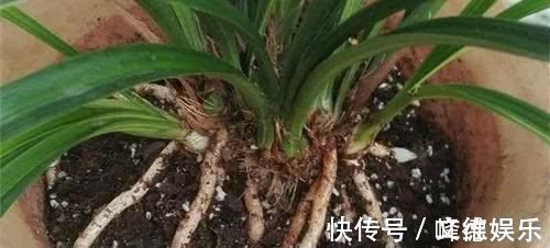 新叶|最厉害的养花营养液,给花喝一勺,四季不黄叶,新叶窜不停!