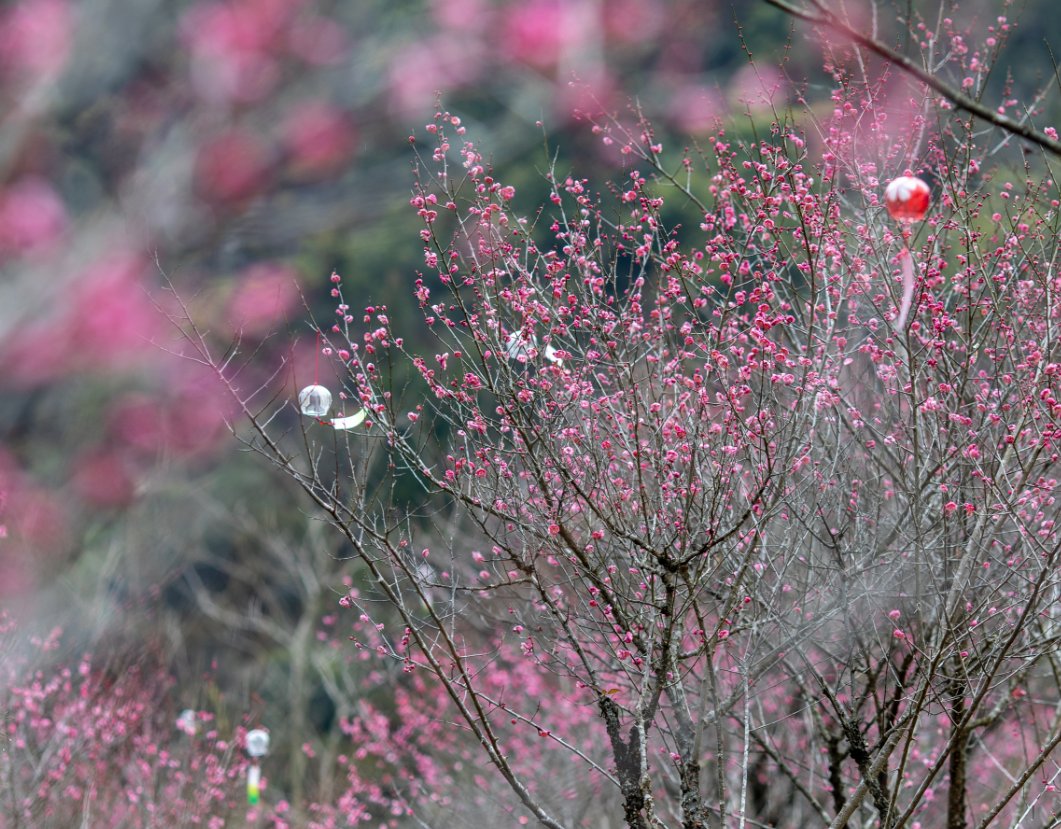 等待绽放|漫山遍野！春节期间盛放！永嘉又一处“梅”好之地！