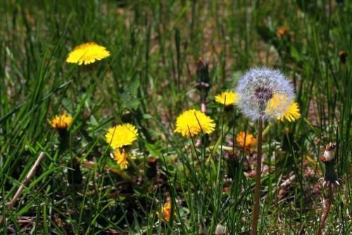 毒素|蒲公英加一宝泡水喝,每天一杯,排出毒素垃圾,给肝脏洗个澡
