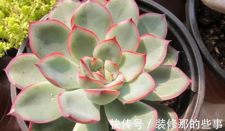 浇水|多肉花月夜叶片皱皱的要小心,可能是这些地方出问题在警示