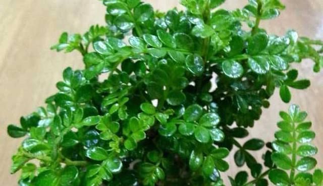 盆栽|这“4种”花全身带香味,家里摆一盆,味道清新更舒心!