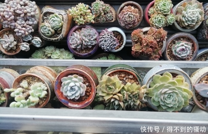 养多肉的心情说不清,都在照片里了