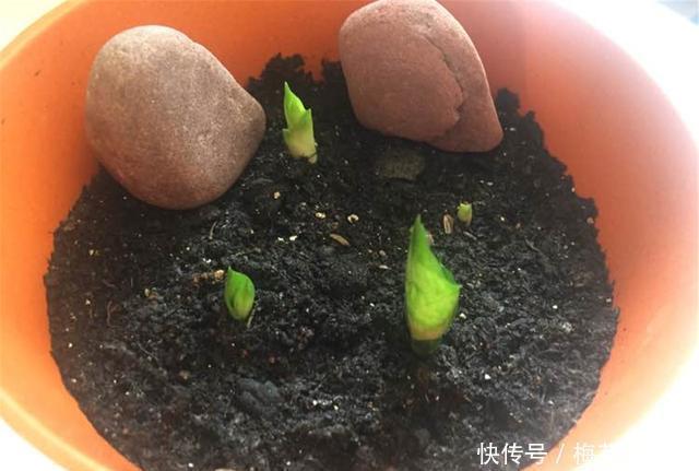 老花匠|叶插虎皮兰，老花匠这样干，生根速度非常快，成活率高