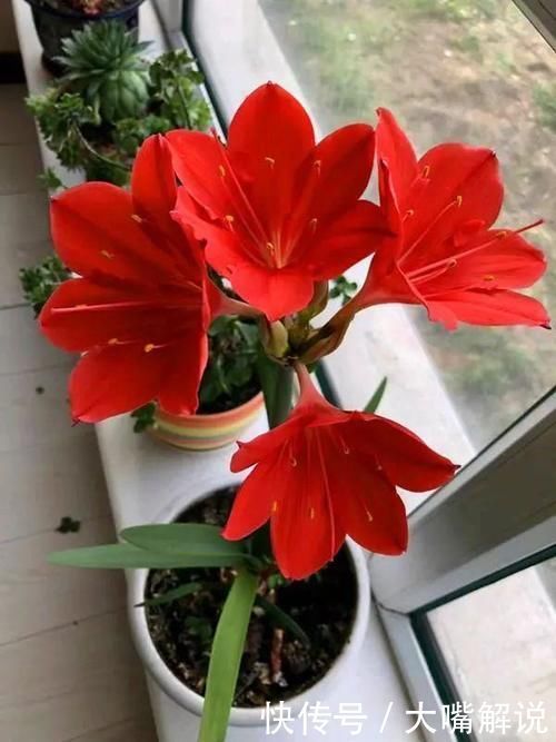 花期|此“花”寒冬季节可赏,花期长达60天,从冬到春,开花不停