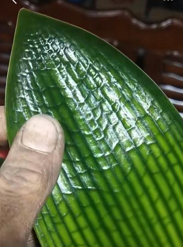 君子兰喝3种“营养水”,“5箭齐发”拔高个,蹭蹭开花不夹箭