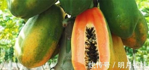 木瓜|女性到了中年,推荐3种食物,降压减脂,延缓衰老,养护血管