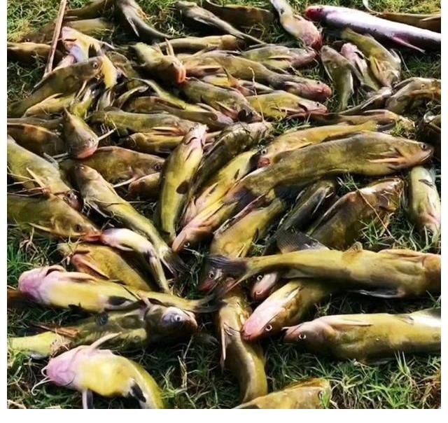 江西黄辣丁“大爆发”，半天钓起十多斤，钓友反馈：真过瘾！