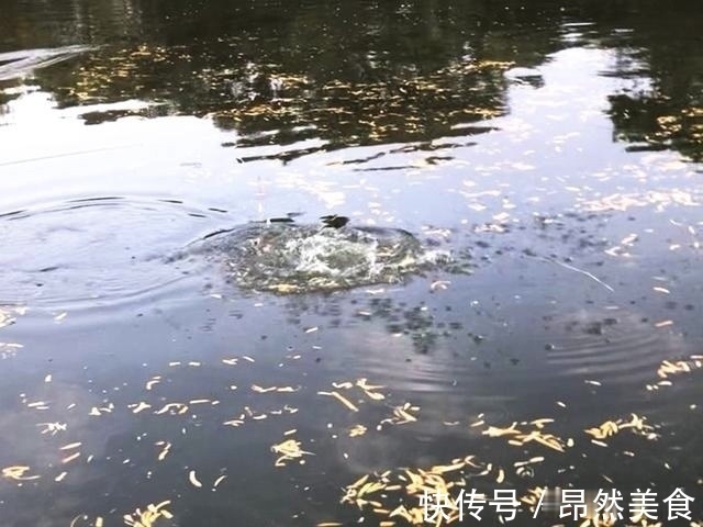 钓鱼圈的这几个“怪事”,大部分钓鱼人都遇到过