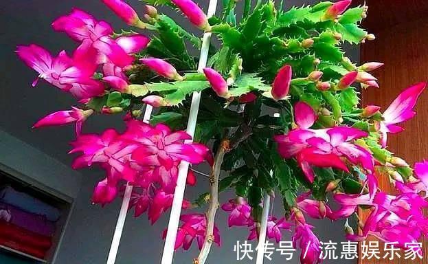 蚧壳虫|蟹爪兰一晒太阳就变样,叶片变成“松松垮垮”,这几点要注意