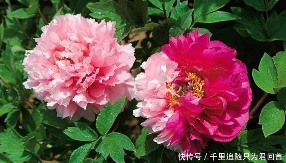 新手|新手养花,不如养盆花中精品“二乔”,花大色艳,耐寒耐旱