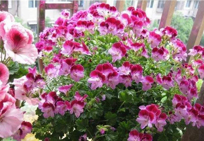 养花就养这几款,一年四季开不停,颜色漂亮又好养,真值!