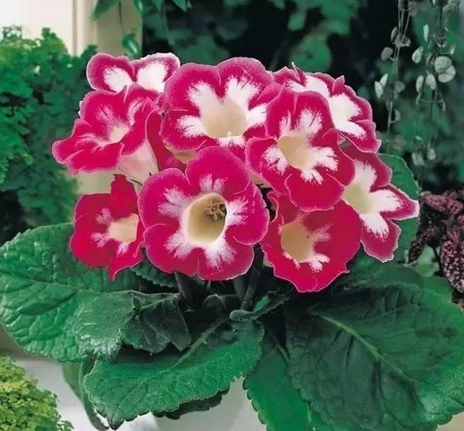 这2种花比月季好看!叶片扦插就成活,半年开花,一年种出20盆!