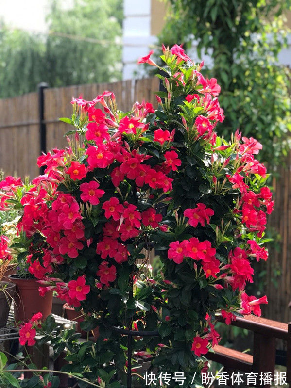 四季海棠四季海棠|4种花要贱养,开花美还好活,365天开花不断,给点水就疯狂!