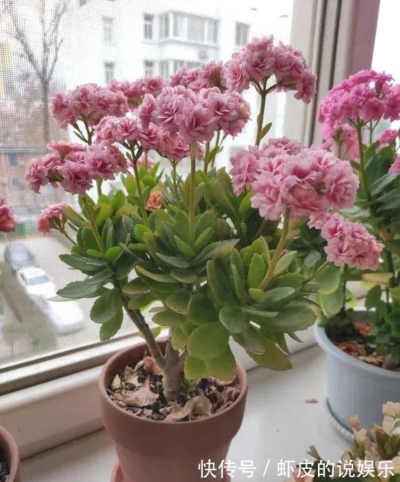 寿命长的“3种花”，最喜欢用小盆栽种，盆越“小”长得越好