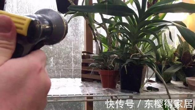修剪|喜欢养花，先戒掉7个坏习惯，不然啥花也养不好，你占了几个？