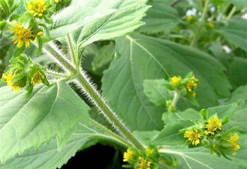 农村长|农村长的“粘糊菜”,专治风湿关节炎,多数人都不了解