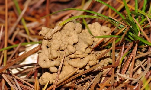 养好花的前提是让养花土变得更疏松肥沃，但该怎么操作？