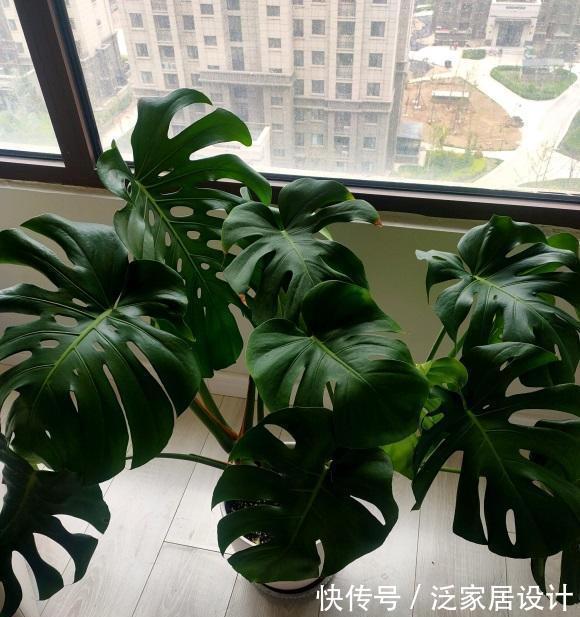 花盆|龟背竹很上档次，客厅养它最合适，满足温度，湿度就能养的很好