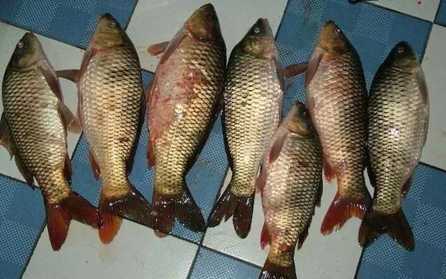 土鲫|钓鱼悟到的几个道理，如果没钓鱼，或许一辈子都不能明白