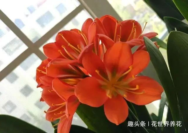 养君子兰,摆放有讲究,错放4位置,叶片发黄打蔫长不好!