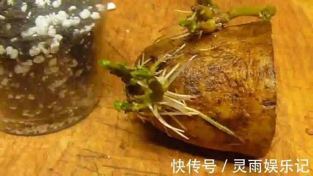 生根|至今还有人“炒作”土豆扦插月季,实操后发现,土豆长得真不错