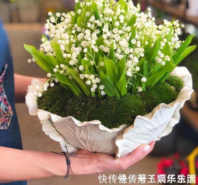 花色|客厅别养“10种花”,虽然很漂亮,却是不利于健康的“危险花”