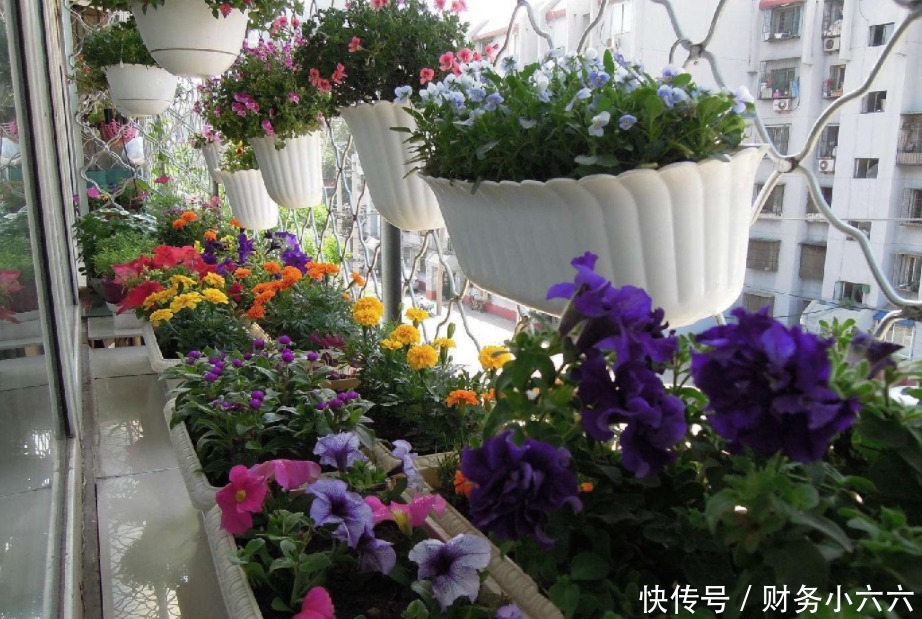 花叶|养花，戒掉这些坏习惯，养啥花都简单，爆盆不成问题