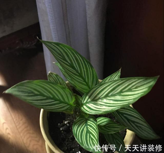 孔雀竹芋喜|孔雀竹芋、猫眼竹芋名字像、长得像,养护方法不同,不可混为一谈