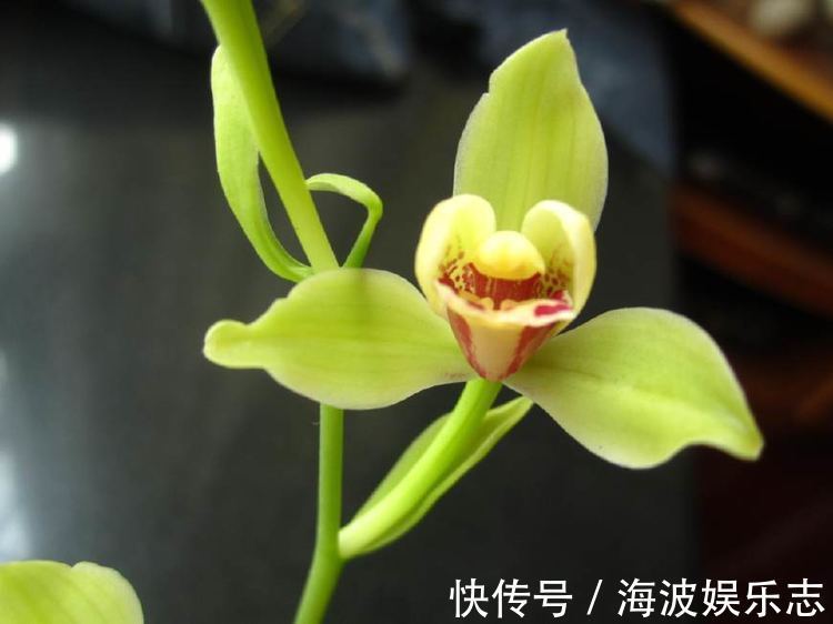 养花|喜欢养花,不如养盆公爵,长势最快的藤本植物,一年长成花柱