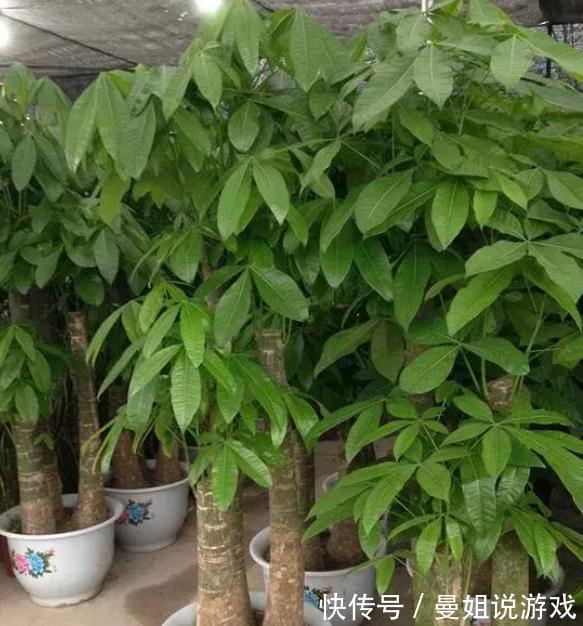 绿萝发财树快被冻死了,一招就能救回来,叶子越长越厚实