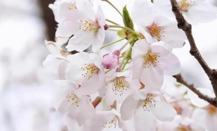 我国曾经轰动一时的樱花小镇，花下巨资打造，如今怎么了