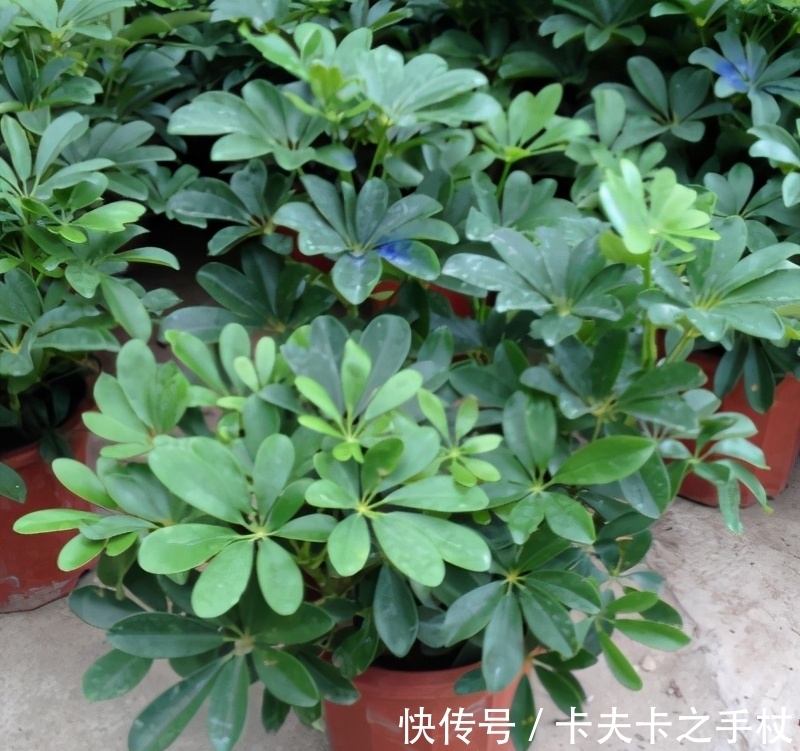 养鸭掌木也需要“技巧”,春天养护用对了,才能枝繁叶茂