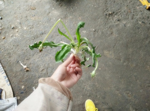 城市|农村人不吃的野菜。喂猪都不吃，城市人抢着买，医药价值非常的高