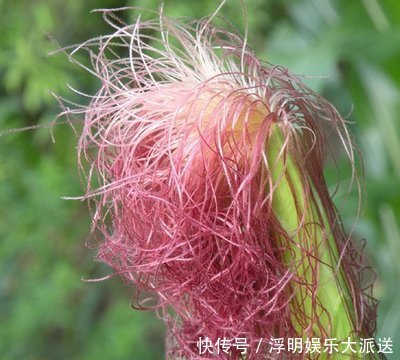 两种材料泡水喝,就是降糖小能手,三高病人的